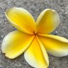 Фото профиля Patrick 阜東あつし