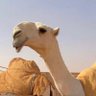 راع الـعـلـيـا's profile picture