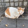 Фото профиля 湘南ねこ