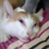 Kuro Fuyusaki profil fotoğrafı