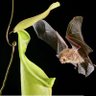 El Murciélago🦇's profile picture