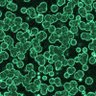Profilbild von blue-green algae