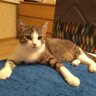 Котя Скумбриевич profil fotoğrafı