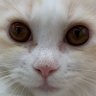 こよこよ☆こっこ👽 profil fotoğrafı