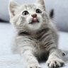 Hayashi Tsubasa profil fotoğrafı