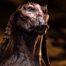 Darth Jar Jar's profile picture