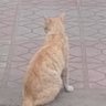 Rom profil fotoğrafı
