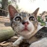 😽Hong Jia🐱's profile picture