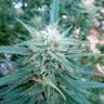 Фото профиля bongzilla