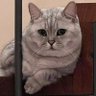 Фото профиля mammos_booboo