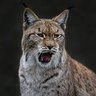 Profilbild von 山猫