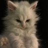 doolie's profile picture