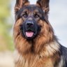 Bulllshit Detector profil fotoğrafı