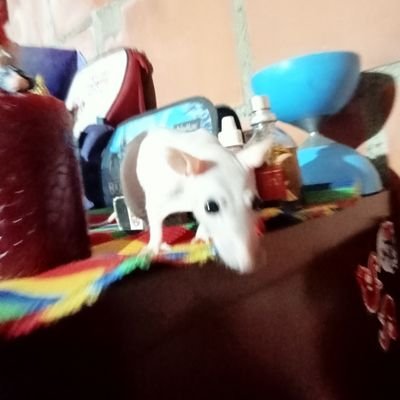 Andy D. Zamora's profile picture