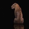 Фото профиля latifah s