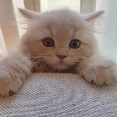つきみねこ's profile picture
