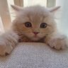 つきみねこ's profile picture