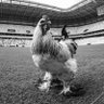Pantera 🐓's profile picture