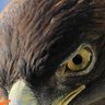 Kartalgöz's profile picture