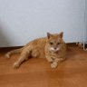 Profilbild von ねこのおばちゃん