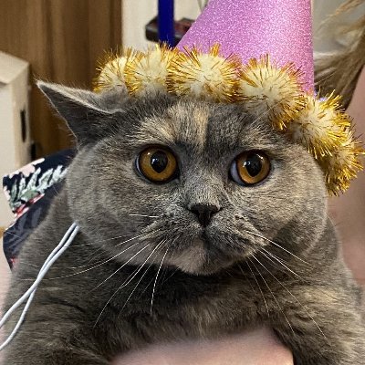 SweepyBoop🇺🇸🇯🇵💍🍼👶🐈⬛'s profile picture