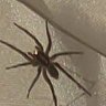 mqteus's profile picture