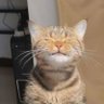 Lin profil fotoğrafı