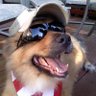 Hunting Dog's profile picture