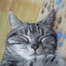 Profilbild von 西格瑪林