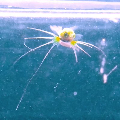 静岡ラブカ's profile picture