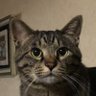 たなか🐈⬛'s profile picture