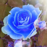 La rose bleue (U:nity🪞)'s profile picture