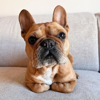 Frenchies Zone's profile picture