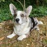 Roos Scheerens's profile picture