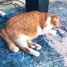 OrangeFatCat88 的头像