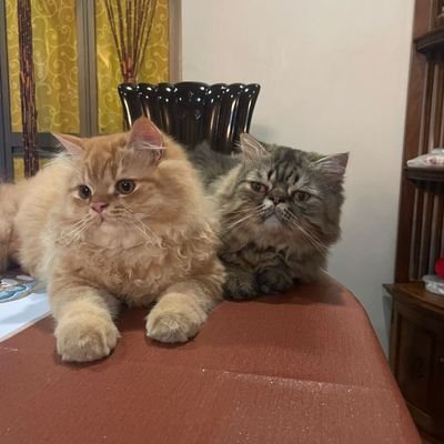 SheilaSandhu's profile picture