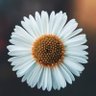 Hatice's profile picture