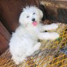 ExoticdogbreederJo profil fotoğrafı