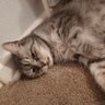 Фото профиля CazCat