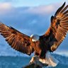 The Eagle's profile picture