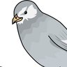 Фото профиля 鳩