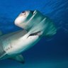 Tiburón de Piedras's profile picture
