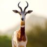 abo soltan profil fotoğrafı
