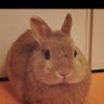 Kaz-Kazu profil fotoğrafı