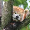 Red Panda Enjoyer 的头像
