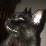 FFCerebro profil fotoğrafı
