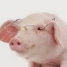 Profilbild von Porco Trovador