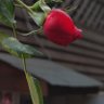 Фото профиля 高冷的拉多