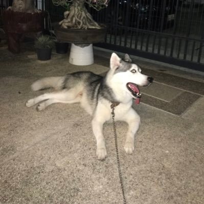 🐺 𓊆 หมาน้อยถุงเงิน 𓊇 ╺̱ 𓊓's profile picture