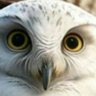 Profilbild von ByBird Stajer